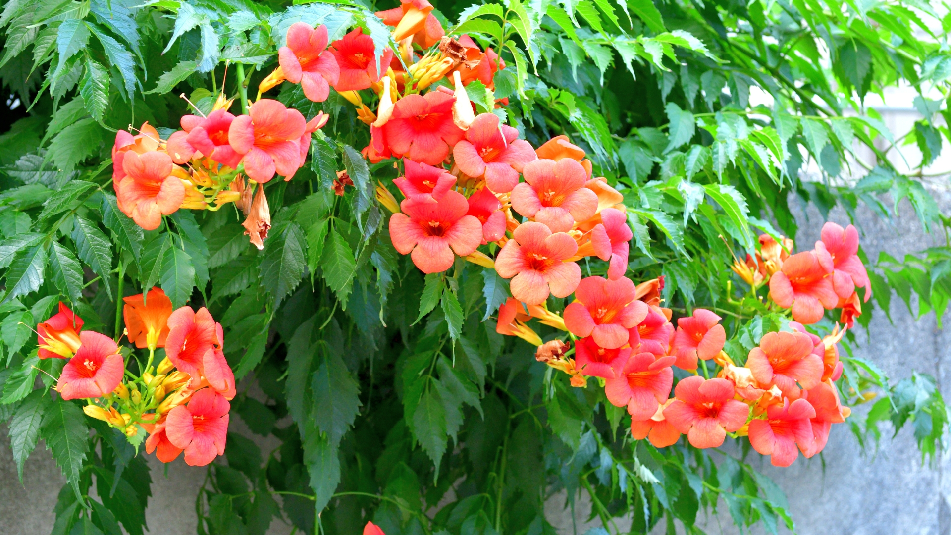 trumpet vine