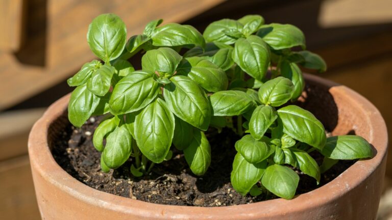 basil in pot