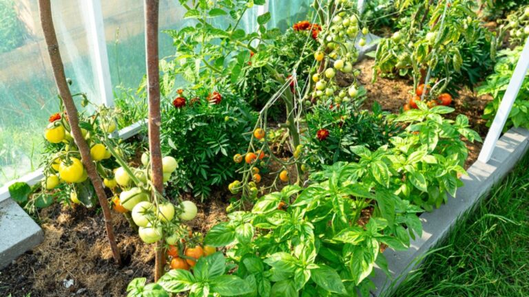 climbing tomatoes in a veggie garden