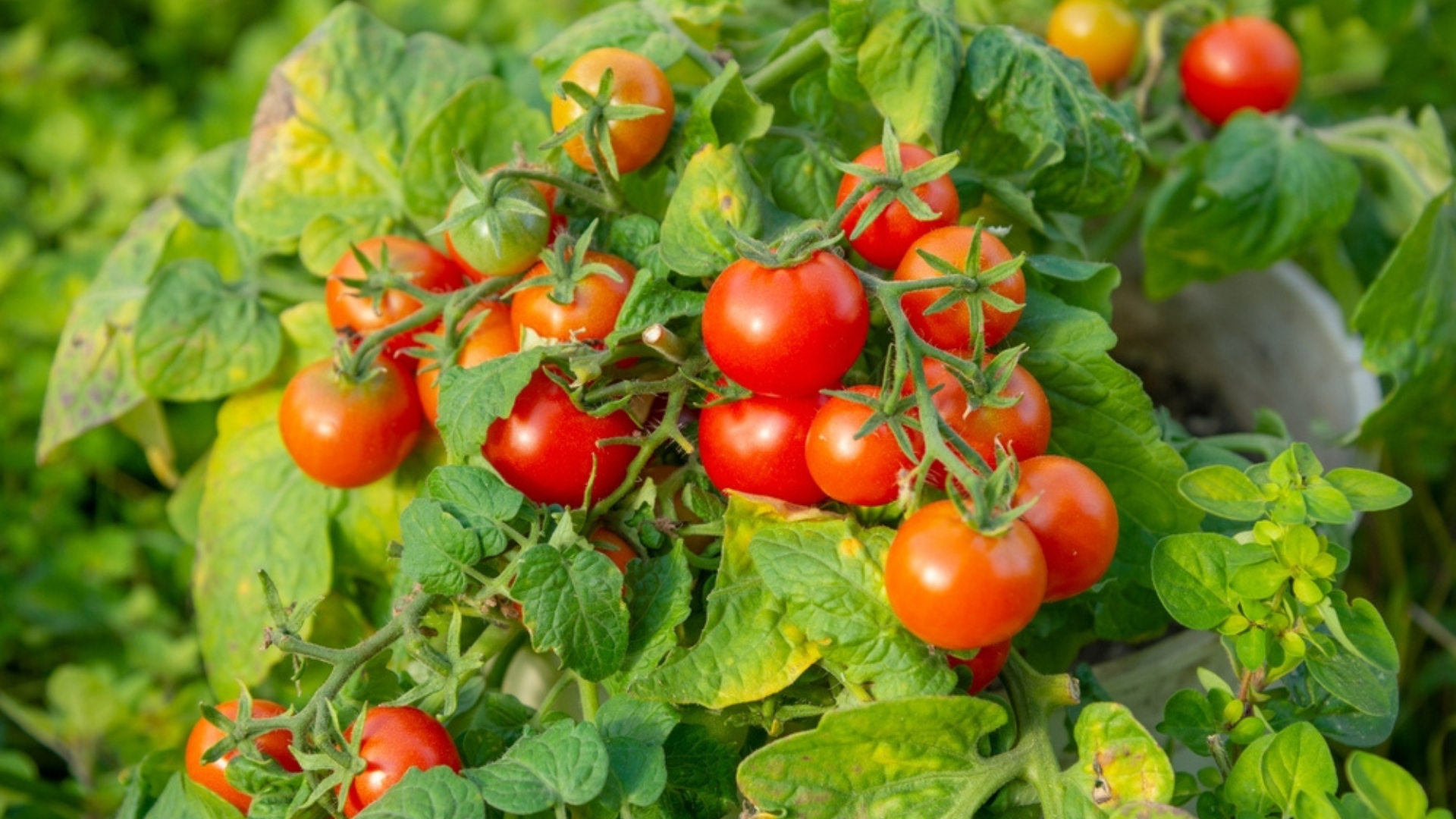 tomato plant fruiting