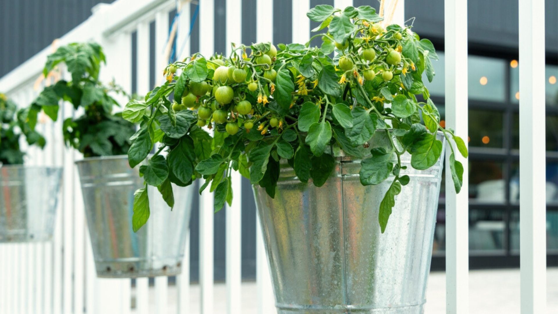 tomato plants growing in buckets