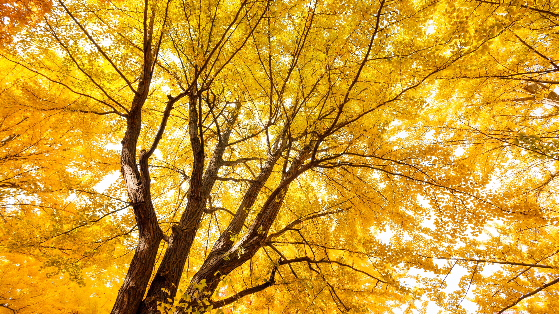 Yellow gingko