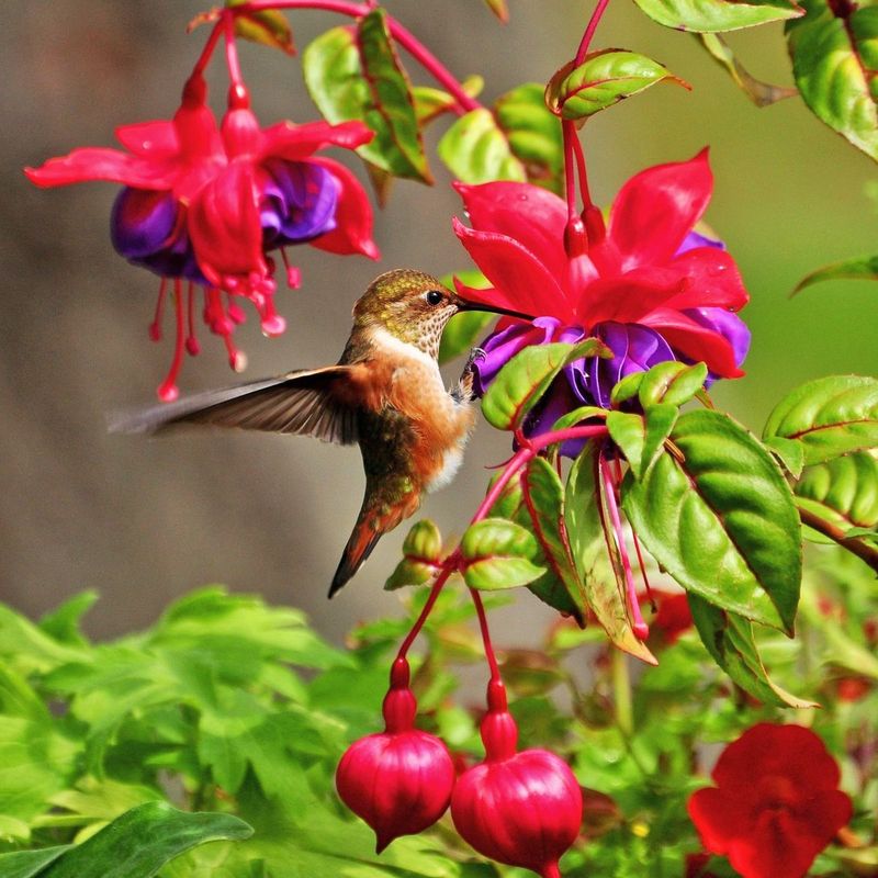 Plant native flowering plants