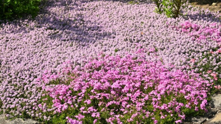 creeping thyme ground cover