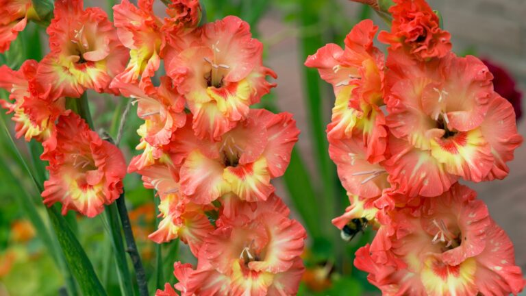 Gladiolus