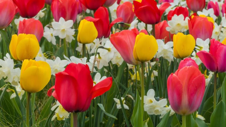 tulips and daffodils