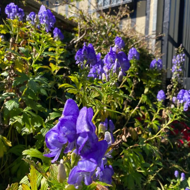 Monkshood