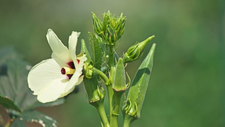 okra