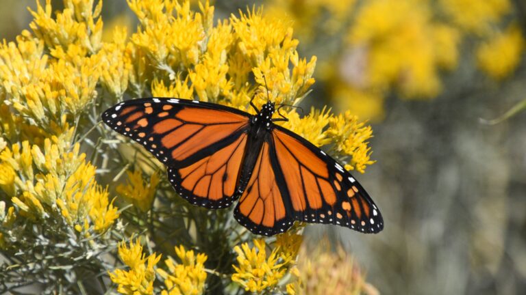 Monarch Butterflies