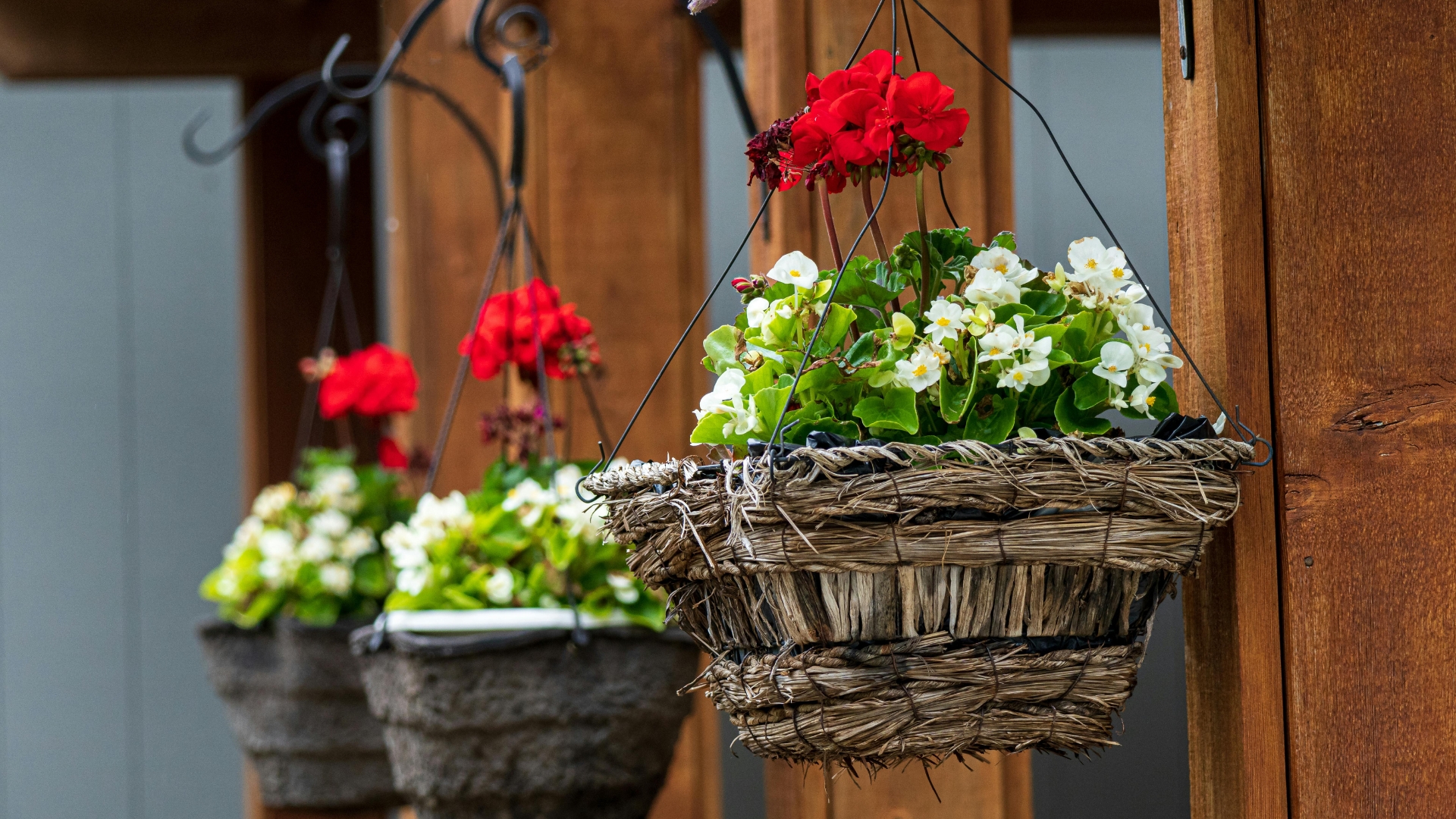 potted perennial flower display