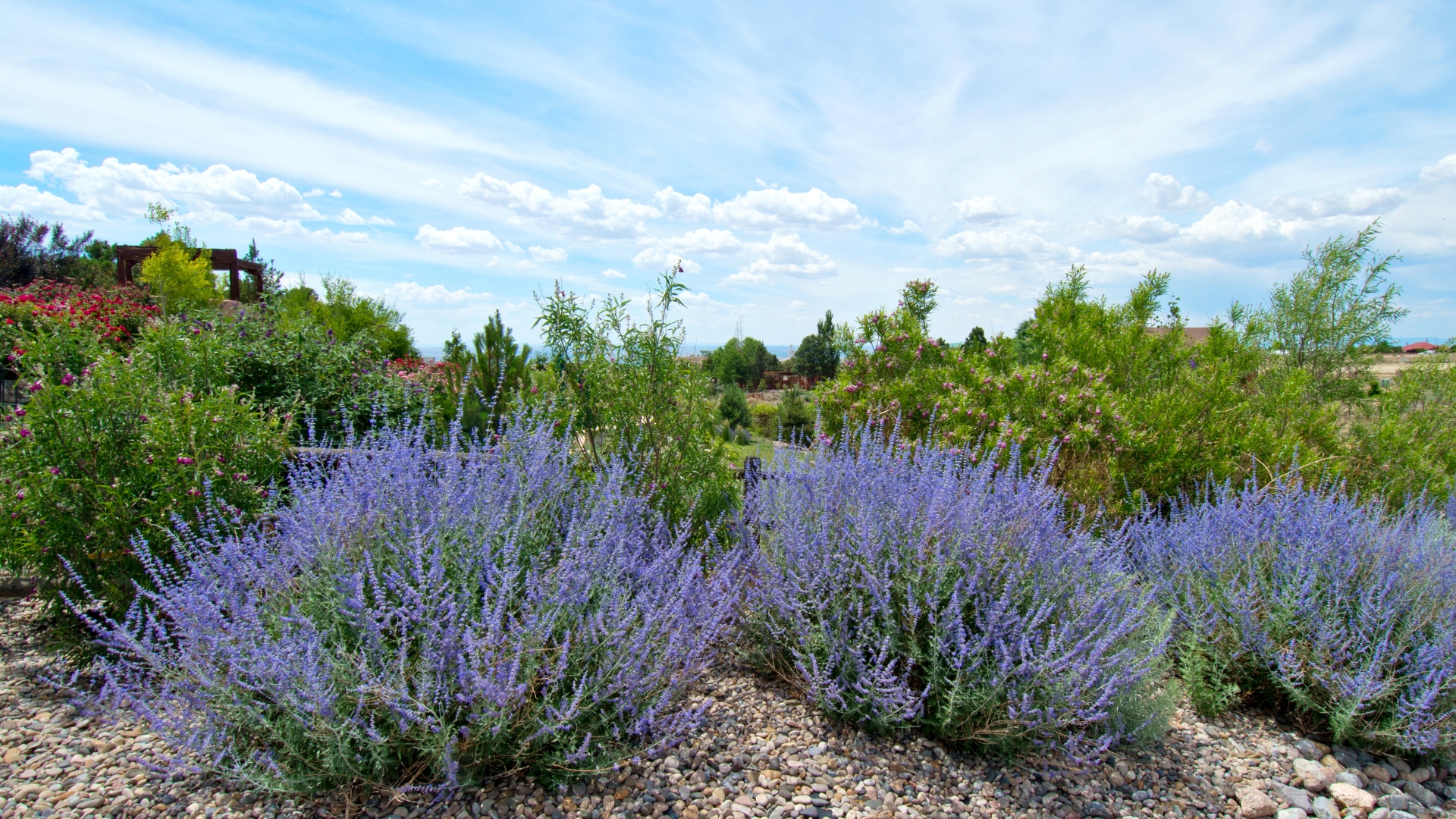 Sage in the garden