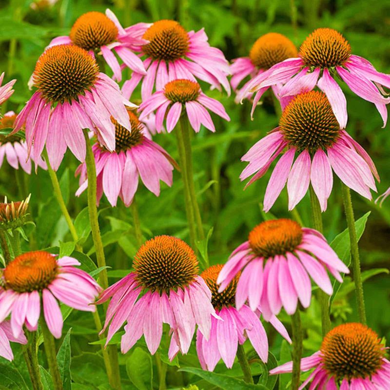 Coneflower