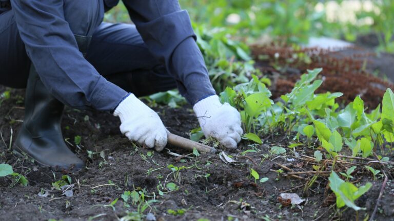 weeding