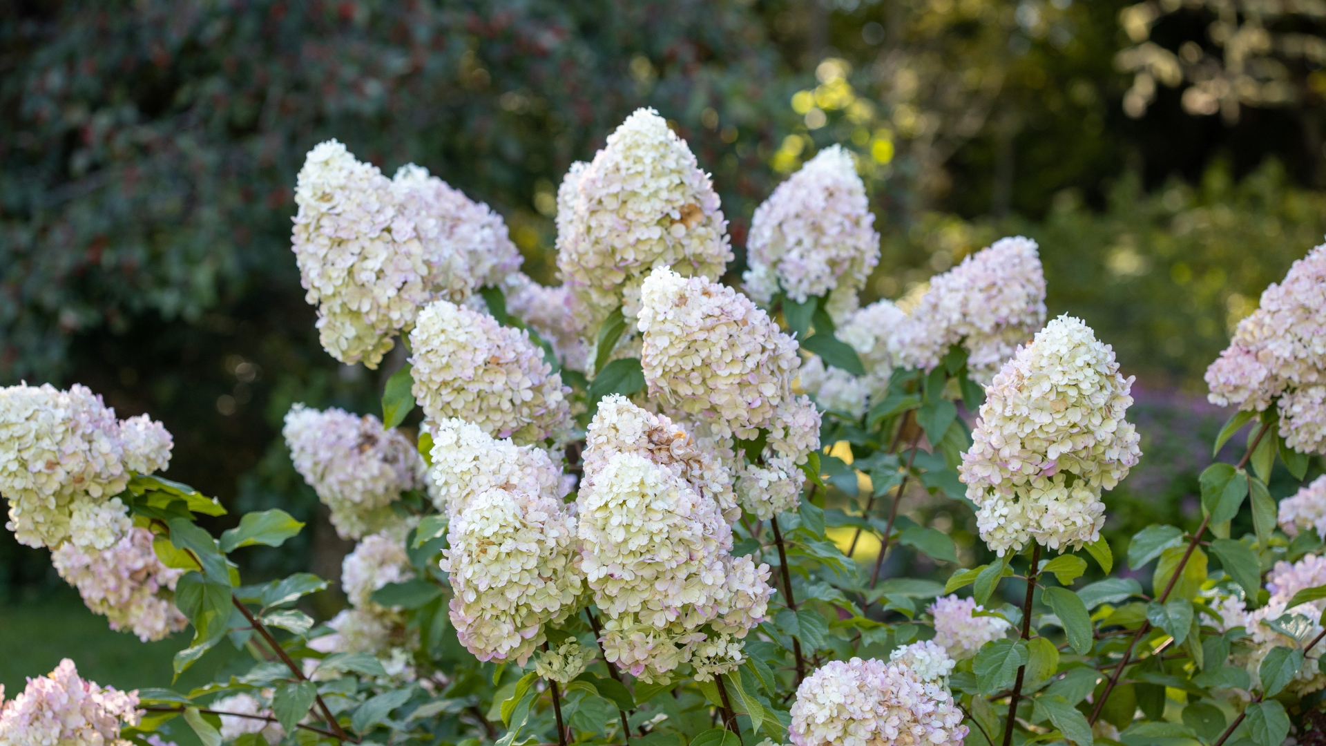 panicle hydrangea