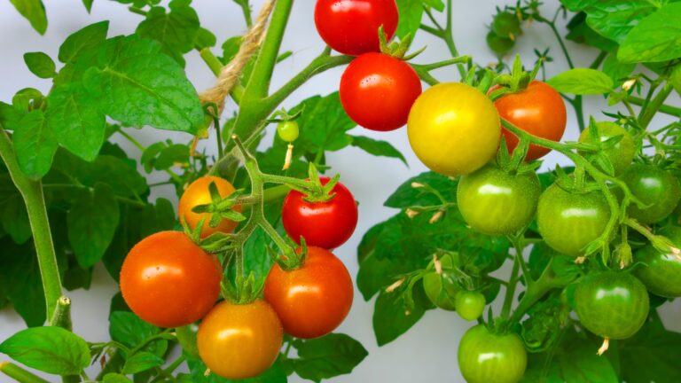 cherry tomatoes