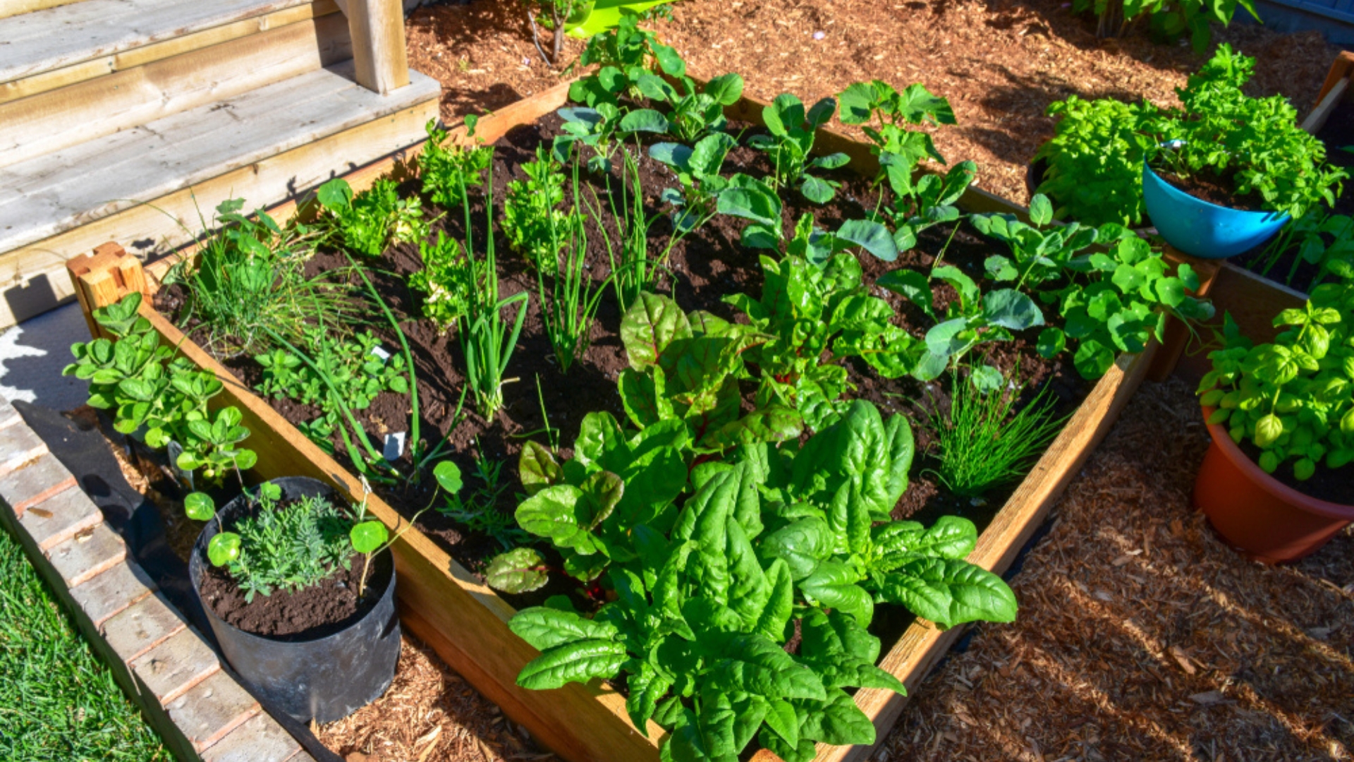 raised bed gardening