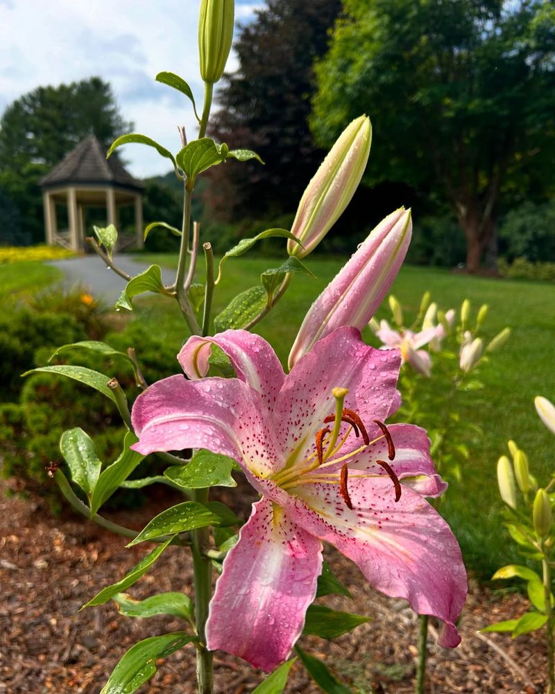 Planting in Poor Soil