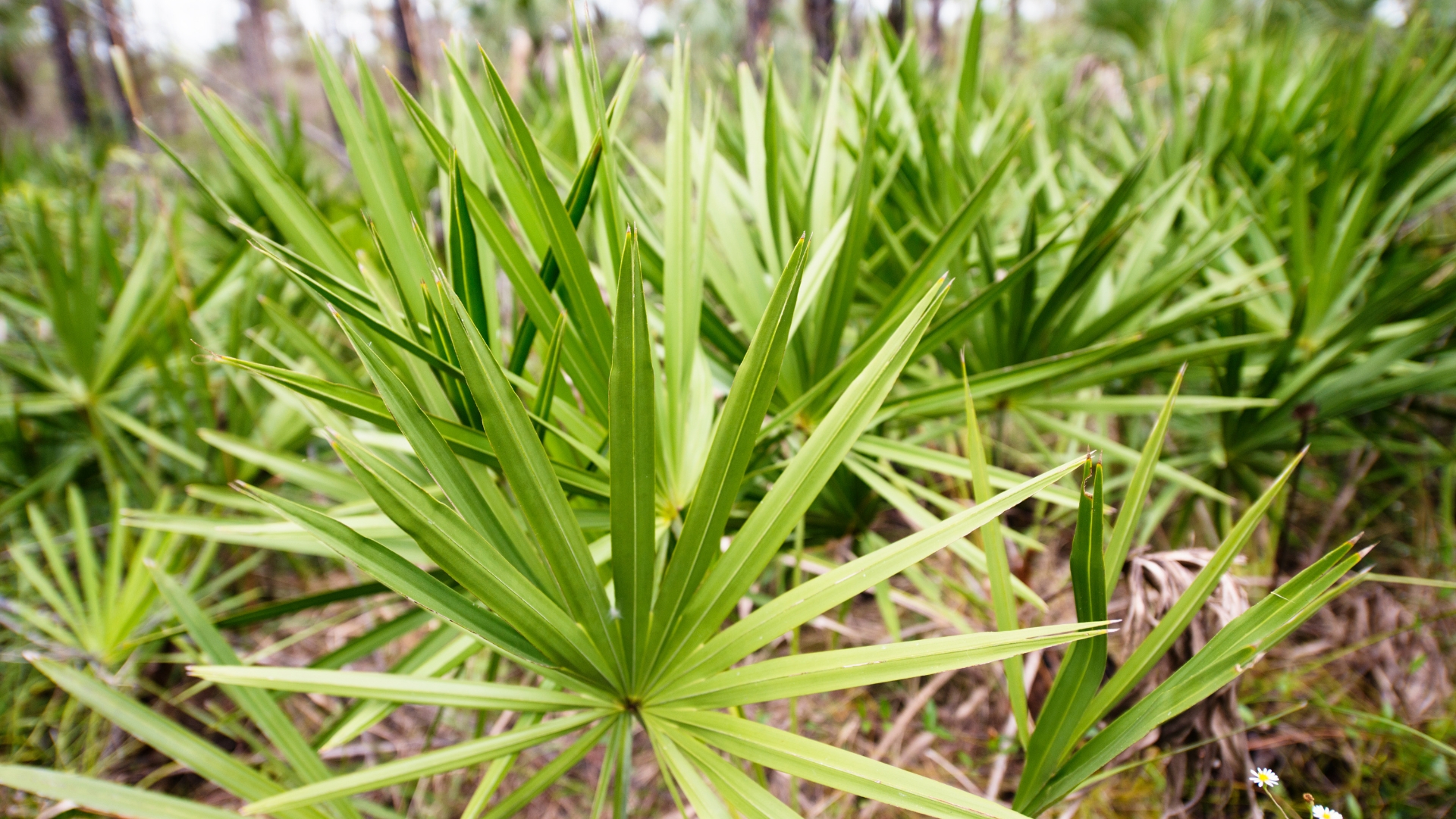 saw palmetto plant