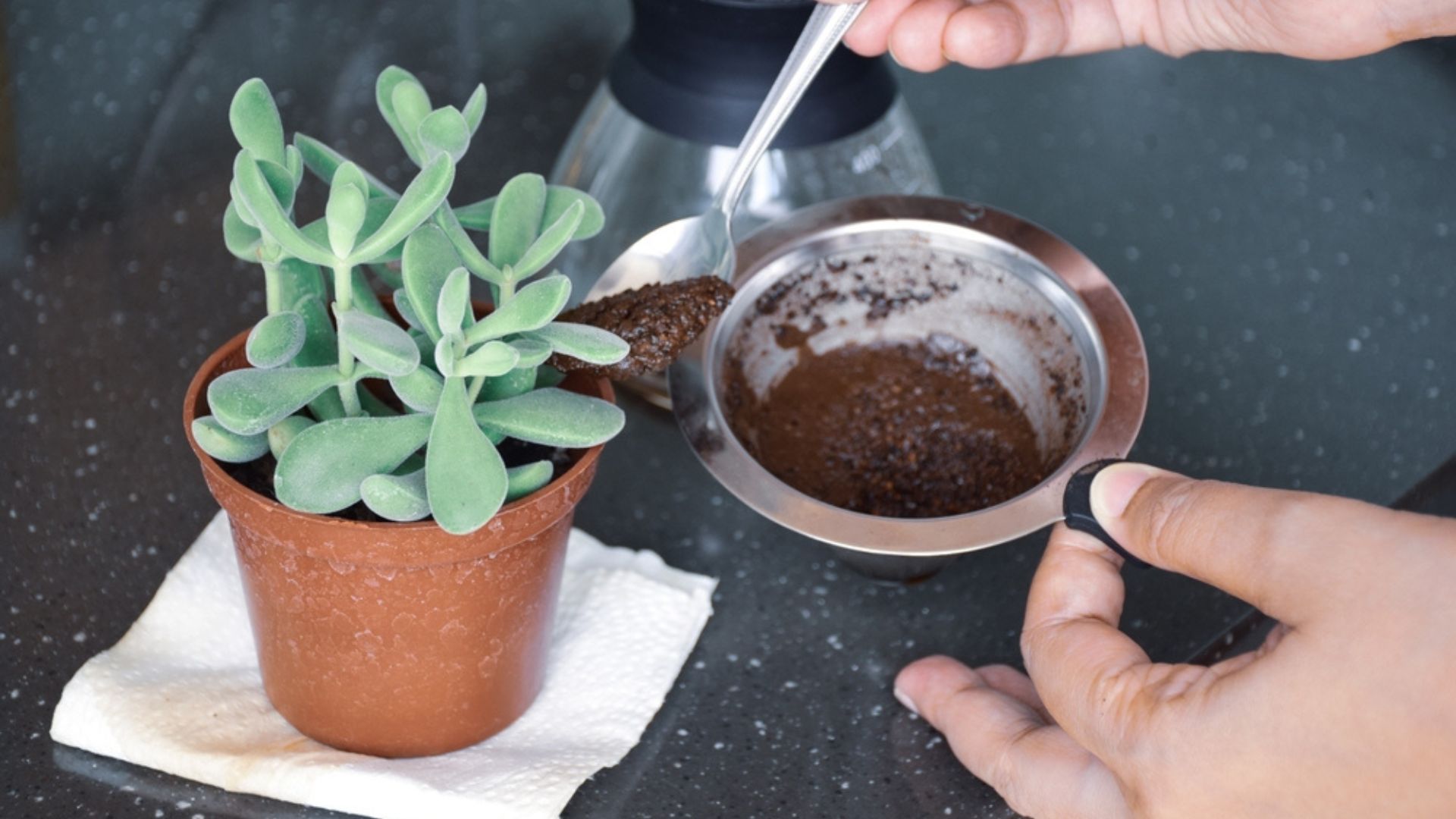 adding coffe ground to plant in pot