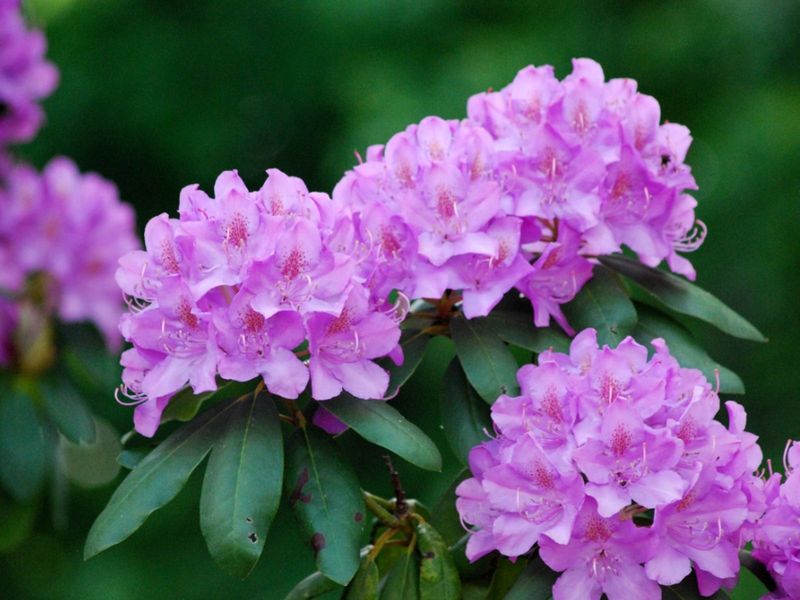 Rhododendrons