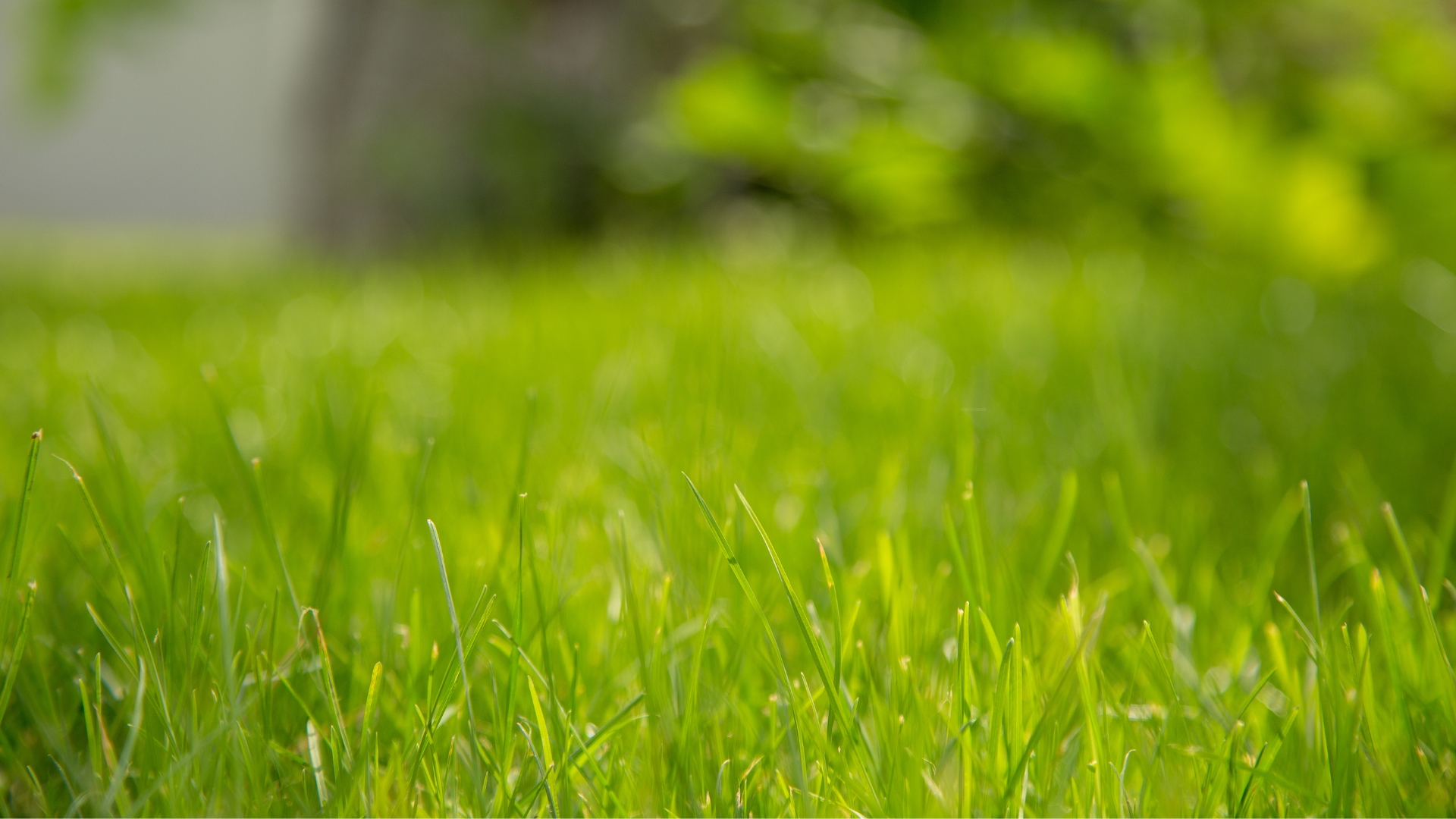 grass