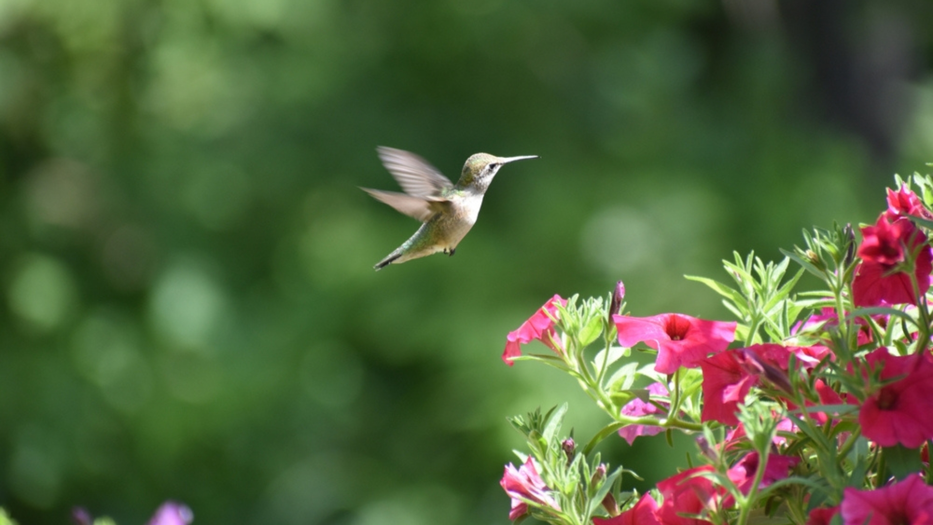 hummingbird and petunia