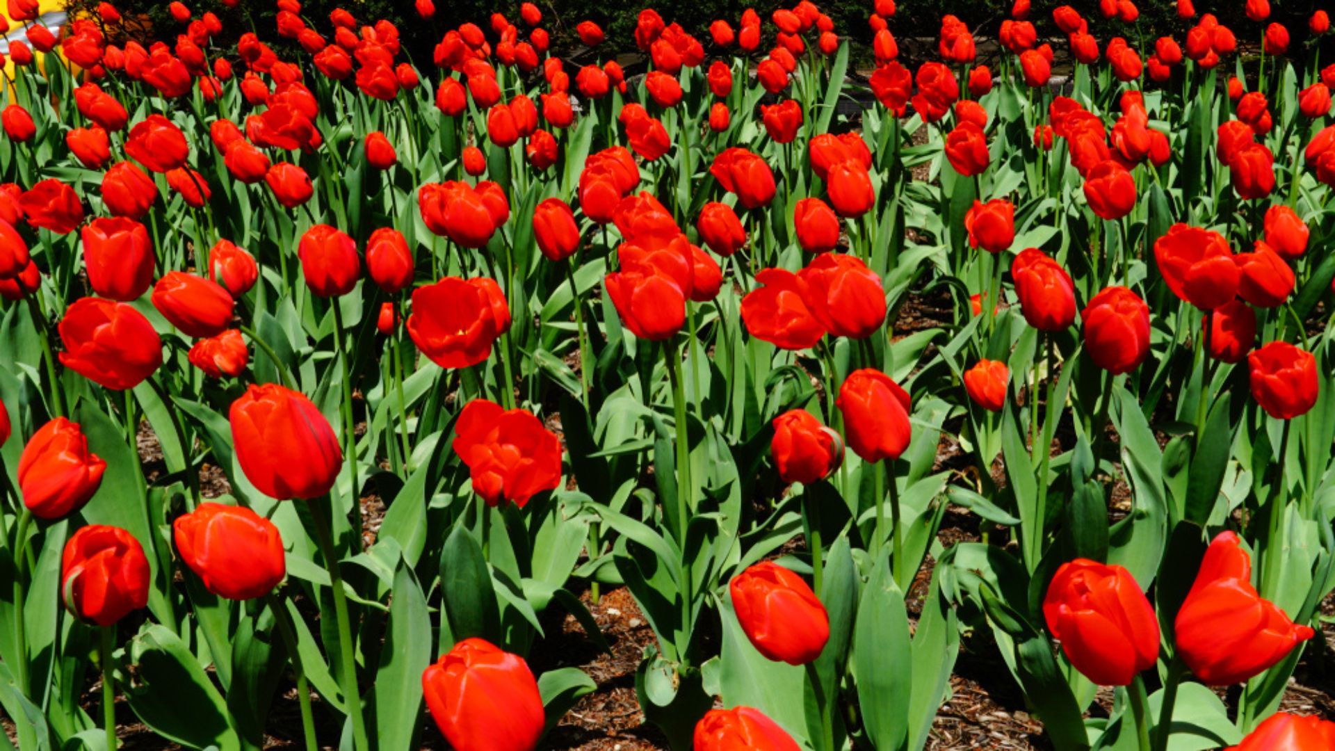 red tulips