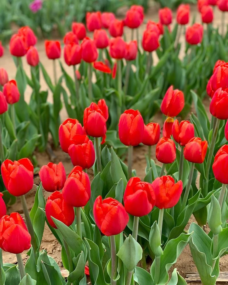 Red Tulip