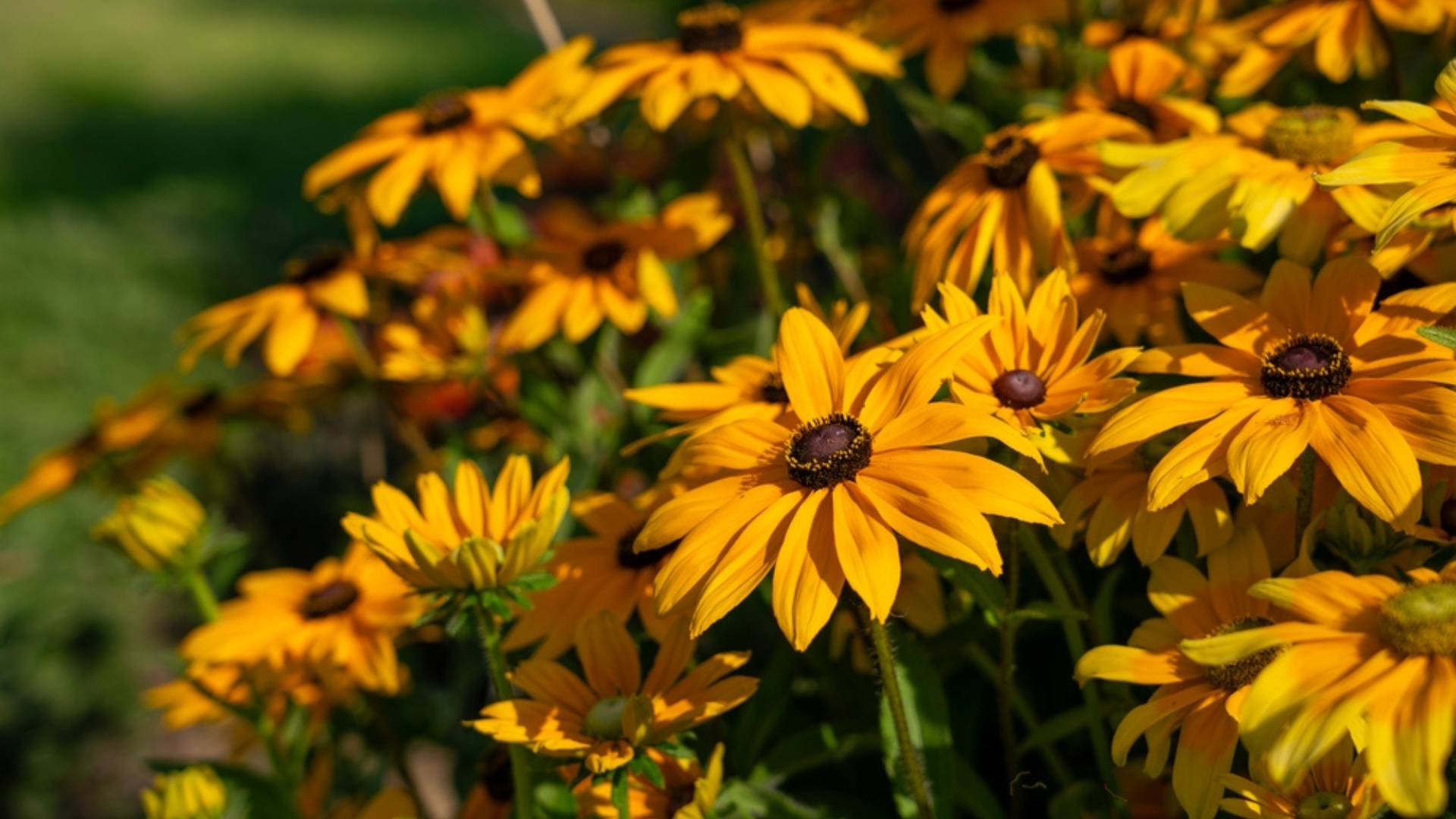 black eyed susan in bloom