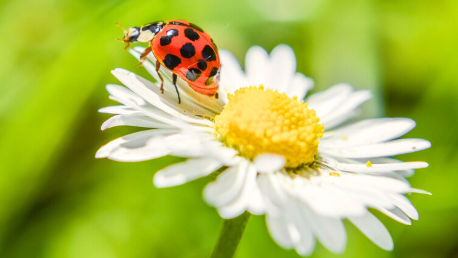 lady bug on a flower