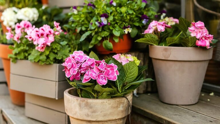 flowers in pots