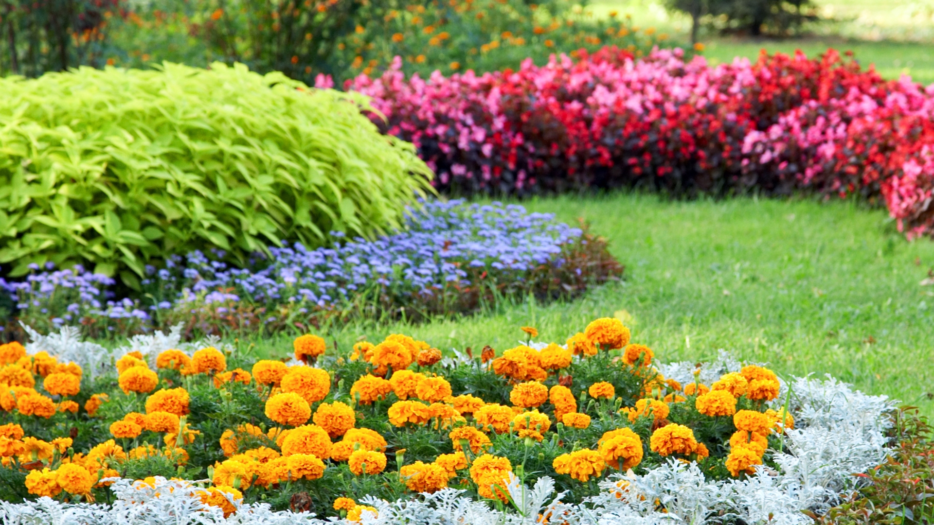 Plants