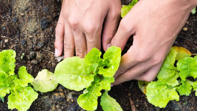 planting vegetables