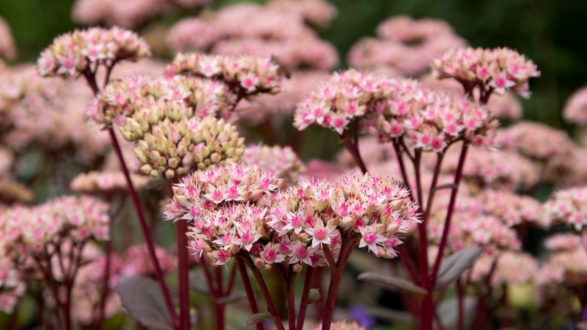 sedum plant