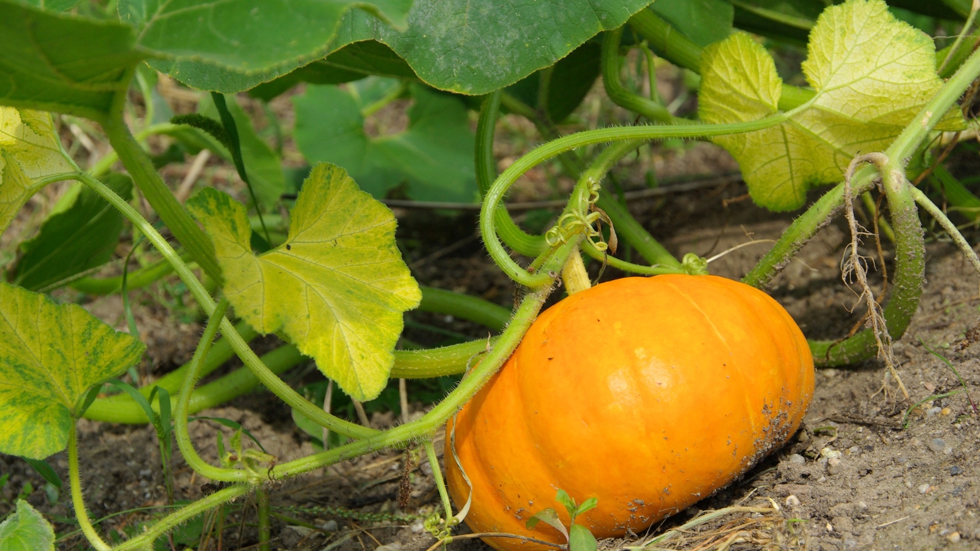 pumpkin plant