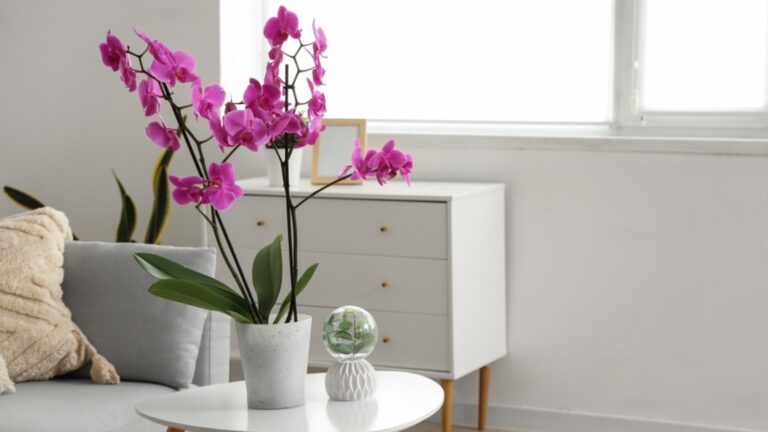 orchid plant on a table