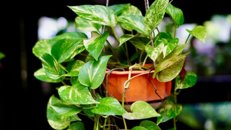 pothos in pot