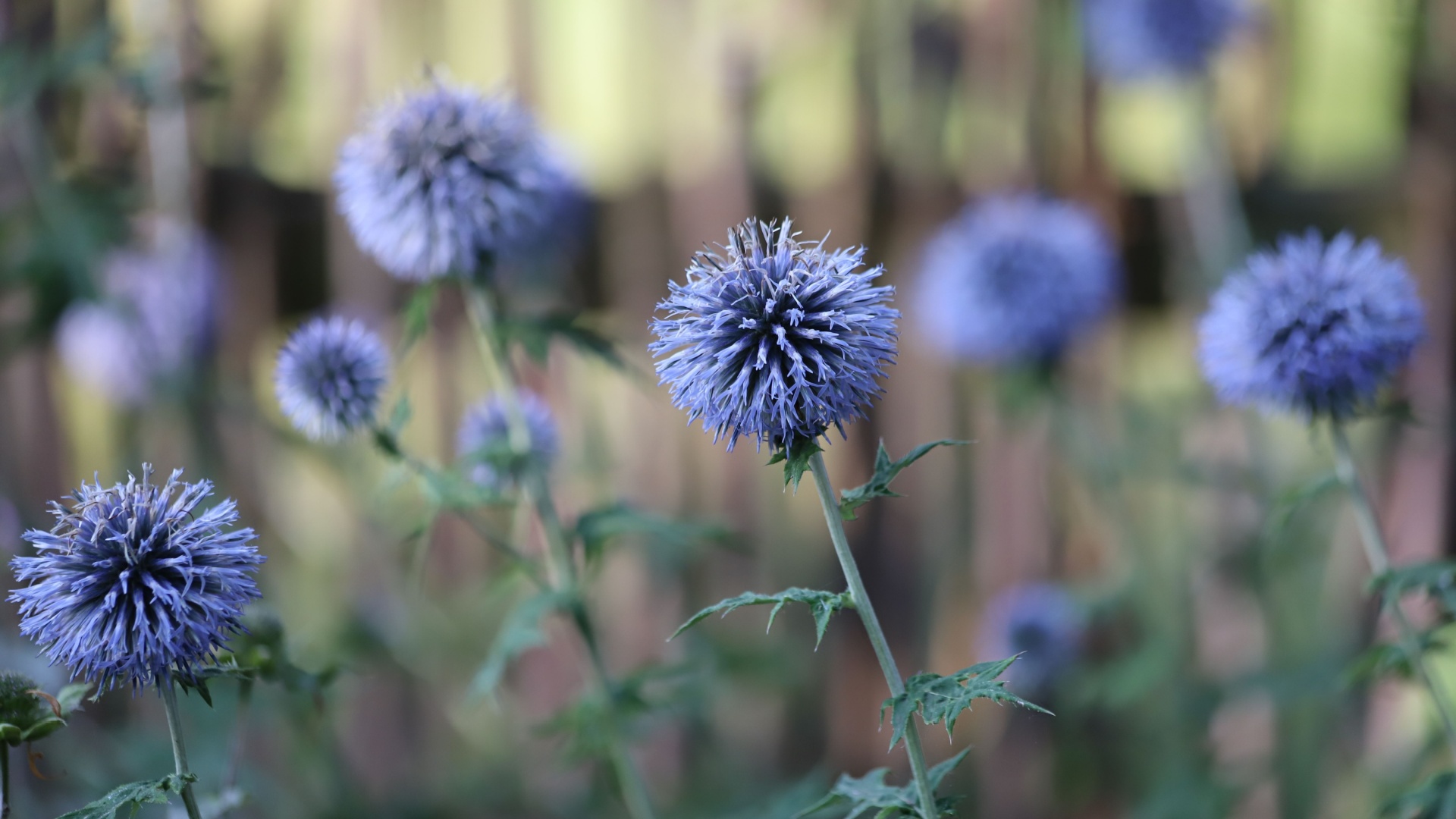33 Overlooked Perennials You’ve Been Missing In Your Garden