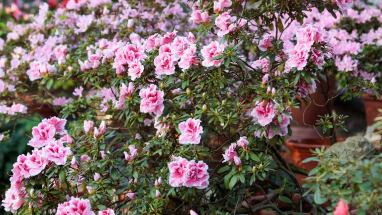 azalea shrub