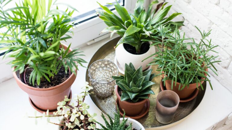 Houseplants on Windowsill