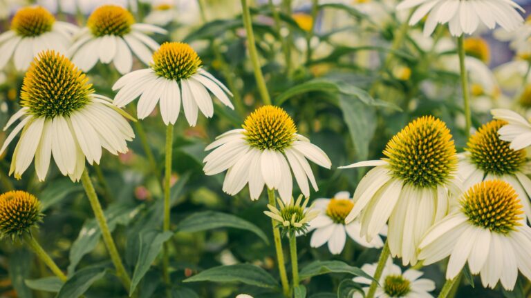 white coneflower