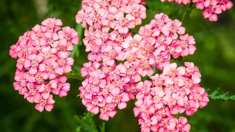 yarrow