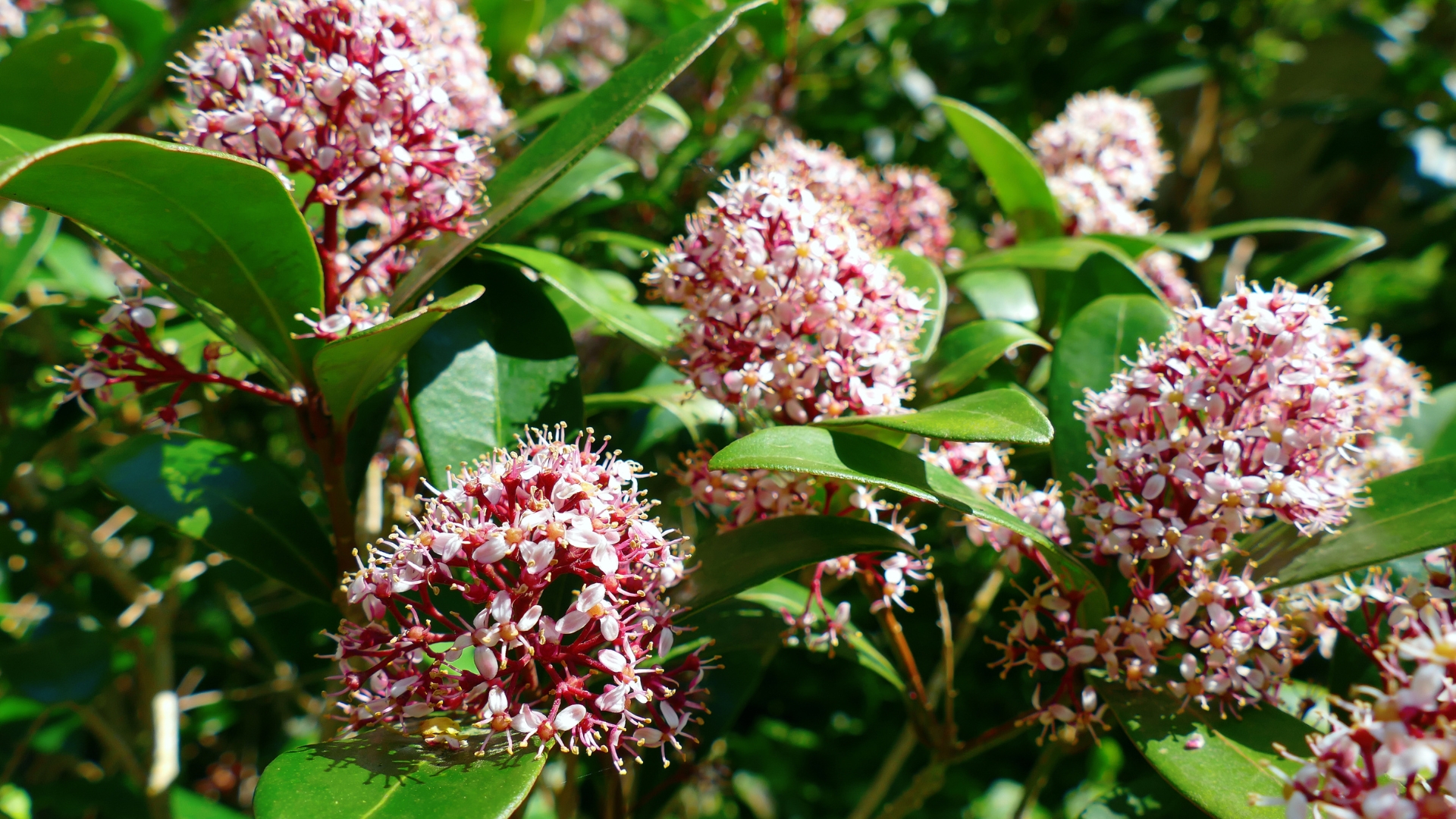 skimmia plant