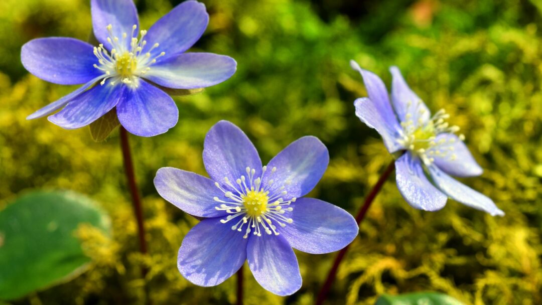 Spring Bloomers 35 Early-Blooming Spring Flowers To Bring Color to Your Yard (And How ...
