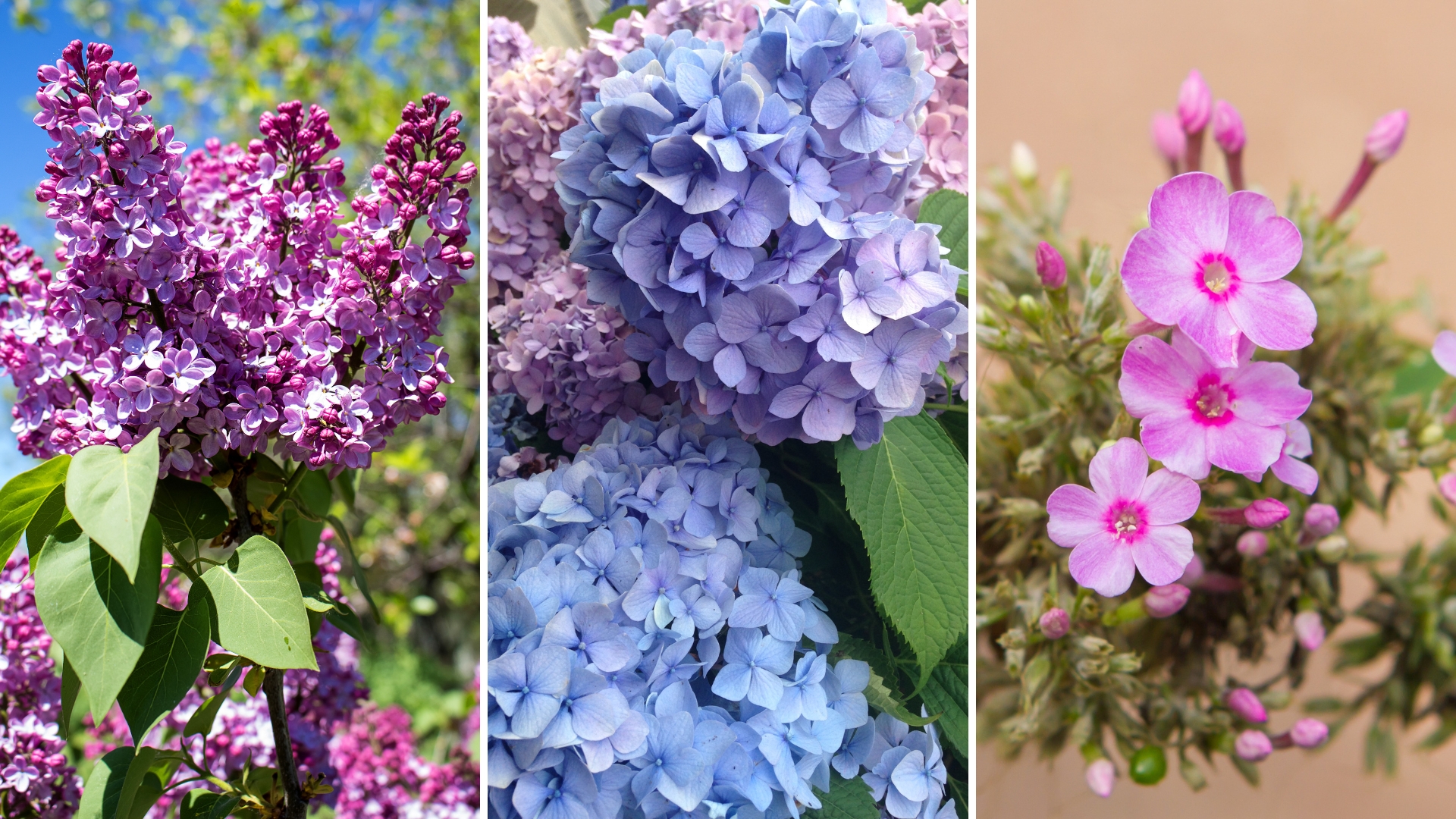 lilac,hydrangea, and rose of sharon flowers
