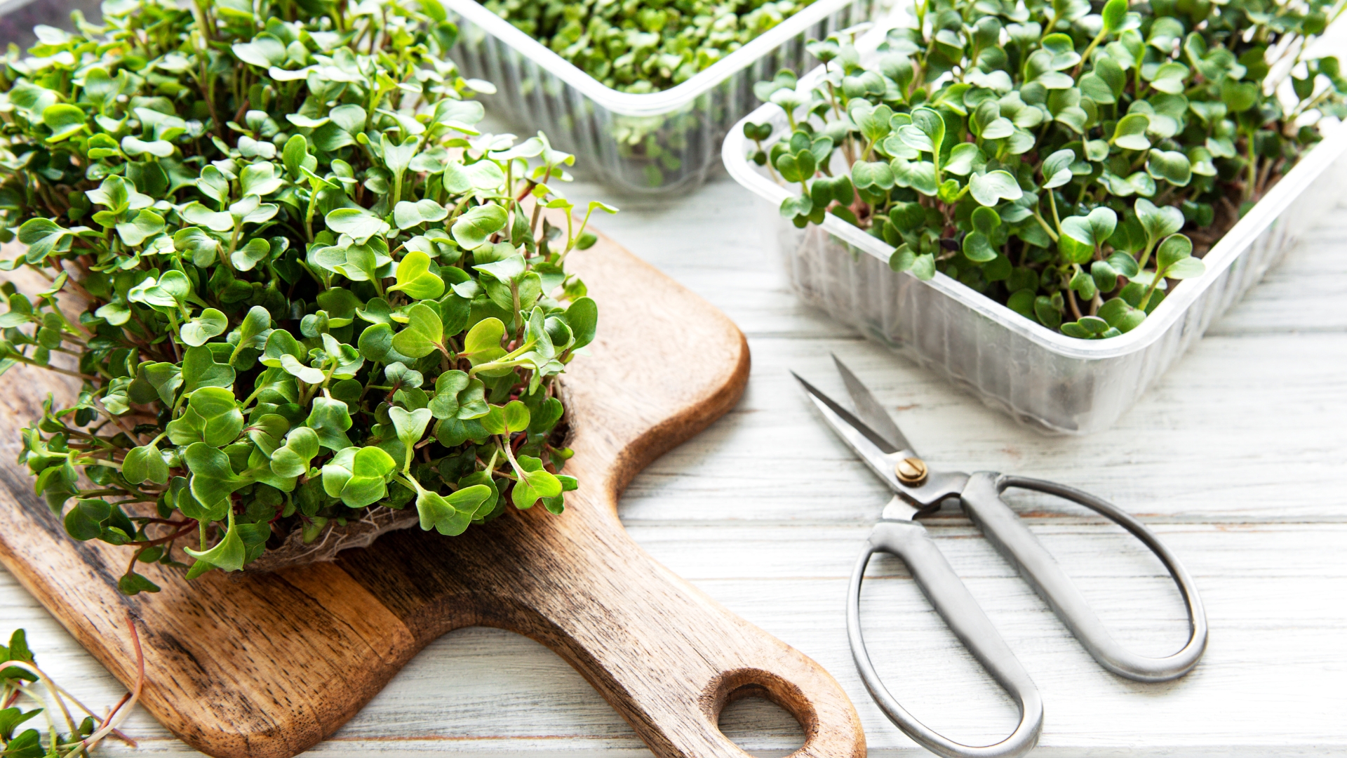 microgreens
