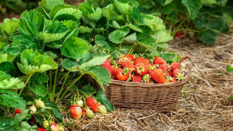 harvested strawberries in a basket on a planting site