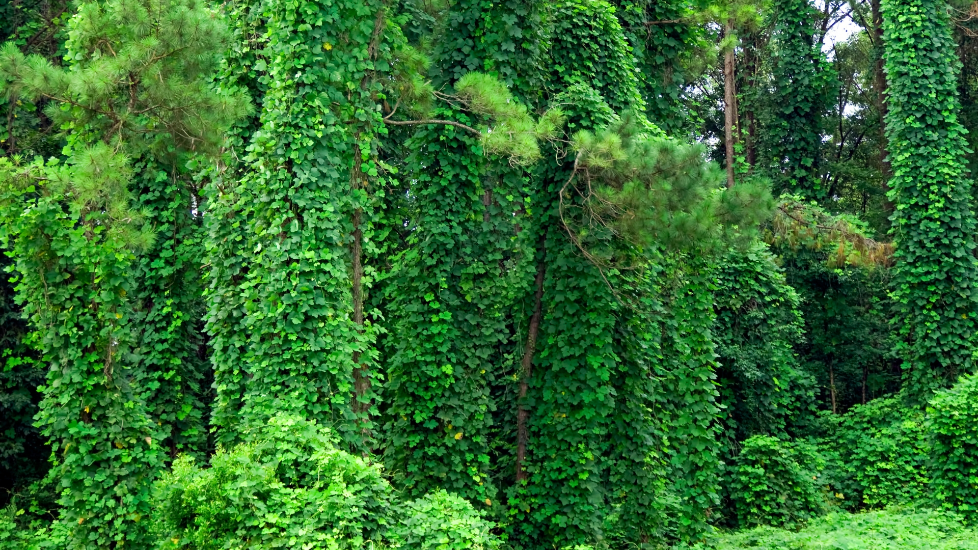 kudzu plant