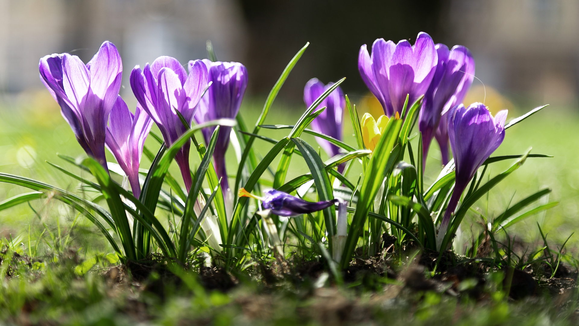 saffron crocus