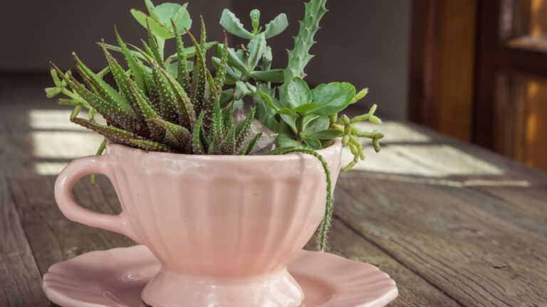 tea cup succulent planter